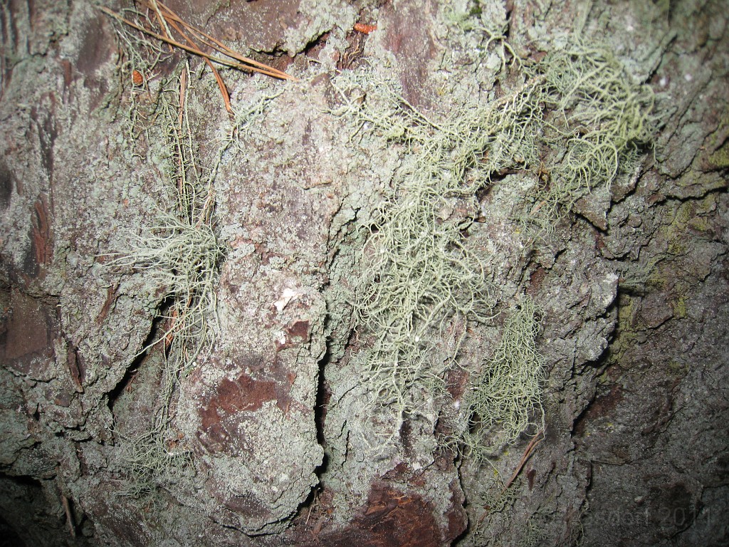 2011 Bay 2 Breakers Friday 0590.JPG - I was able to participate in the 100th annual running of the Bay to Breakers 12K race in San Francisco California. A weekend for sightseeing and racing.